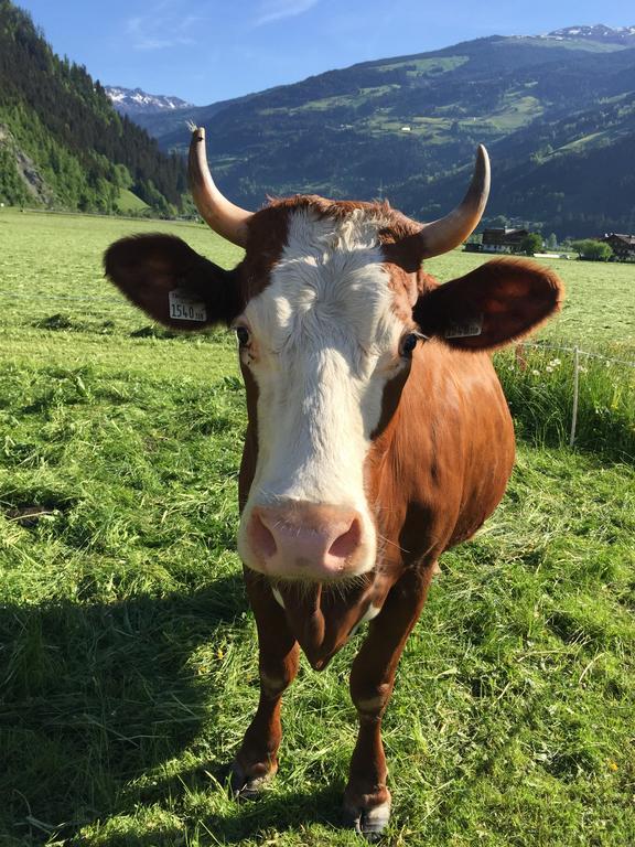 Appartement Kuen Zell am Ziller Værelse billede